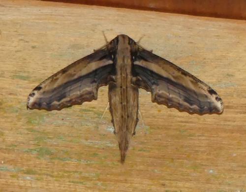 Réf. 193 392 : Xylophanes guianensis